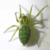 Nigma walckenaeri